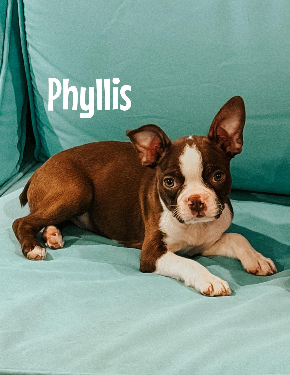 Phyllis
